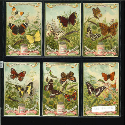 Immagine di 518 - FARFALLE DELL'EUROPA CENTRALE-ITALIANA