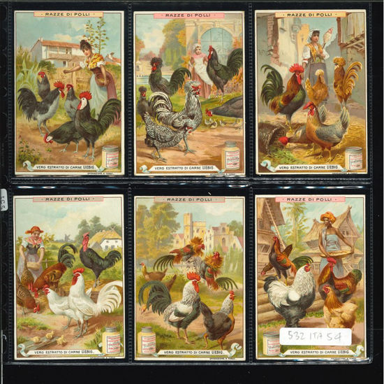 Immagine di 531 - RAZZE DI POLLI-ITALIANA