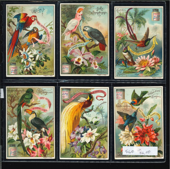 Immagine di 540 - UCCELLI ESOTICI-ITALIANA
