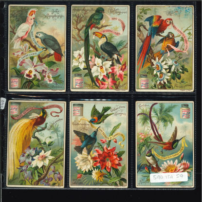 Immagine di 540 - UCCELLI ESOTICI-ITALIANA