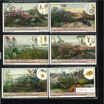 Immagine di 1511 - NELLA BRUGHIERA--BELGA