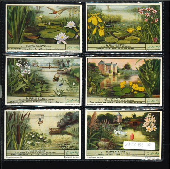 Immagine di 1516 - LA FLORA DELLA PALUDE --BELGA