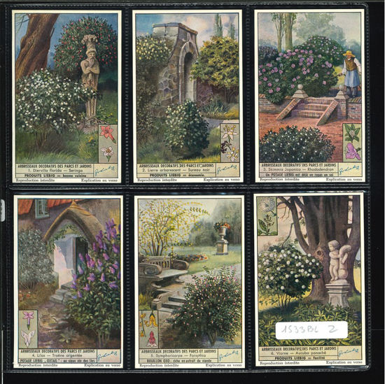 Immagine di 1532 - ARBOSCELLI DECORATIVI DI PARCHI-BELGA