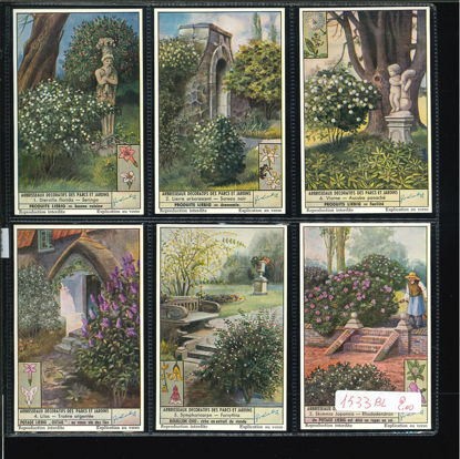 Immagine di 1532 - ARBOSCELLI DECORATIVI DI PARCHI-BELGA