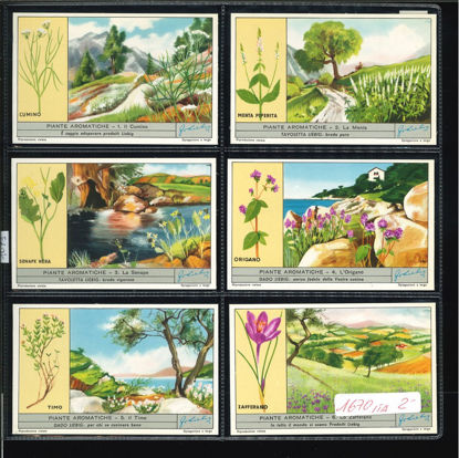 Immagine di 1671 - PIANTE AROMATICHE-ITALIANA