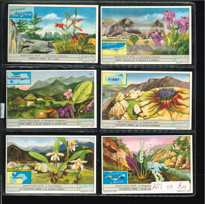 Immagine di 1672 - PIANTE POCO NOTE-ITALIANA