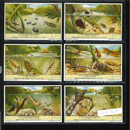 Immagine di 1673 - IL PICCOLO MONDO DEI RUSCELLI-BELGA