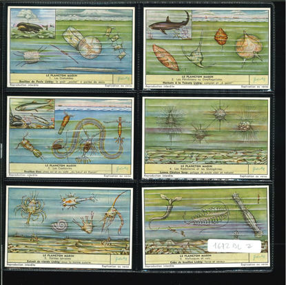 Immagine di 1674 - IL PLANCTON MARINO - Le plancton marin-BELGA