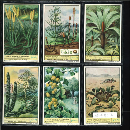 Immagine di 1693 - PIANTE PREISTORICHE VIVENTI --BELGA
