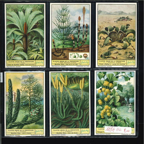 Immagine di 1693 - PIANTE PREISTORICHE VIVENTI --BELGA