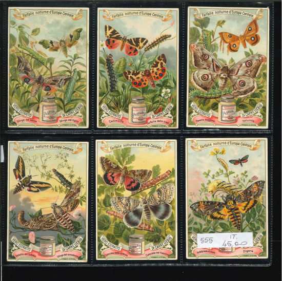 Immagine di 555 - FARFALLE NOTTURNE D'EUROPA -ITALIANA