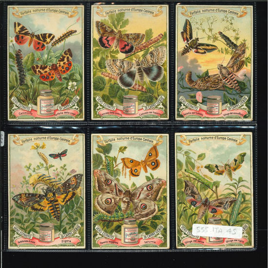 Immagine di 555 - FARFALLE NOTTURNE D'EUROPA -ITALIANA