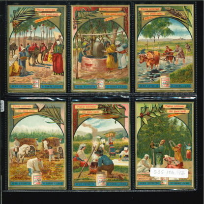 Immagine di 566 - PIANTE COLTIVATE DEI PAESI CALDI-ITALIANA