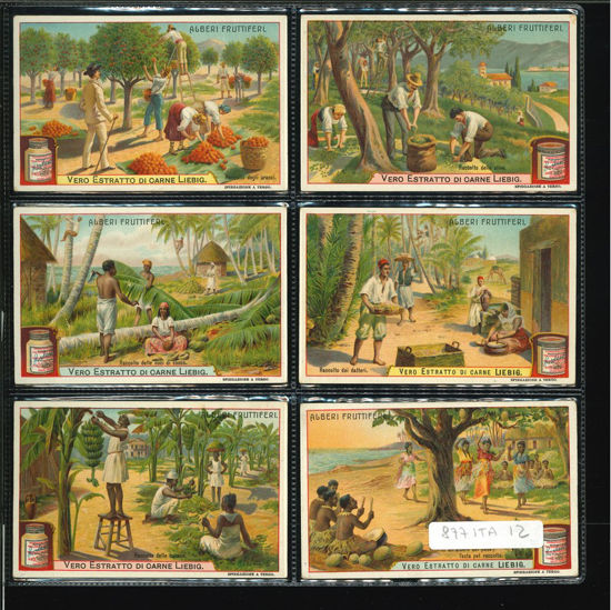 Immagine di 878 - ALBERI FRUTTIFERI-ITALIANA