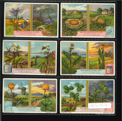 Immagine di 1216 - LE PIANTE SENSITIVE-ITALIANA