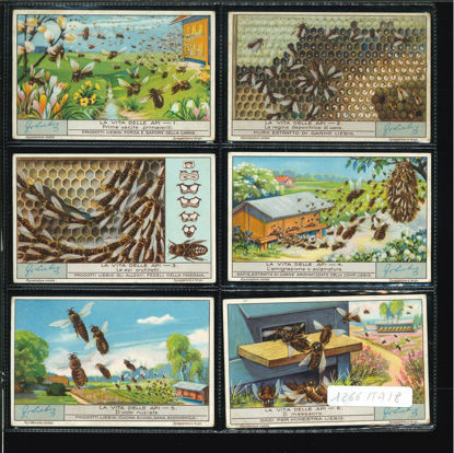 Immagine di 1267 - LA VITA DELLE API-ITALIANA