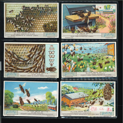 Immagine di 1267 - LA VITA DELLE API-ITALIANA