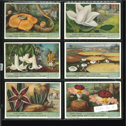 Immagine di 1536 - FIORI GIGANTI - Fleurs géantes-BELGA