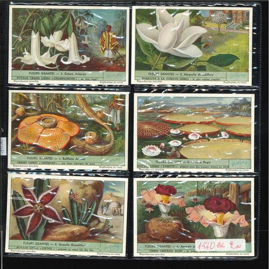Immagine di 1536 - FIORI GIGANTI - Fleurs géantes-BELGA
