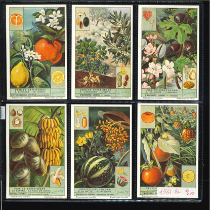 Immagine di 1537 - FRUTTI ESOTICI - Fruits exotiques-BELGA