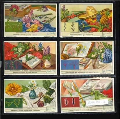 Immagine di 1538 - INFIORESCENZE-ITALIANA