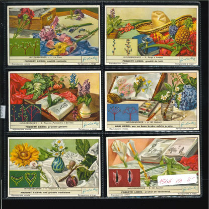 Immagine di 1538 - INFIORESCENZE-ITALIANA