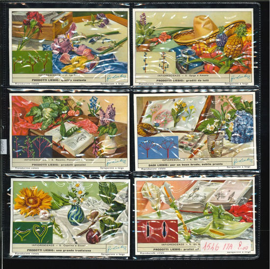 Immagine di 1538 - INFIORESCENZE-ITALIANA