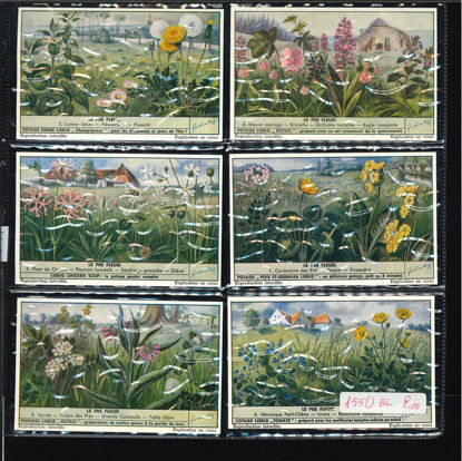 Immagine di 1544 - IL PRATO FIORITO - Le pré fleuri-BELGA