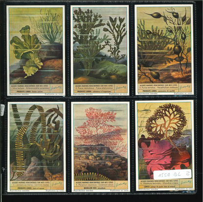 Immagine di 1557 - ALGHE MARINE DELLE NOSTRE COSTE-BELGA