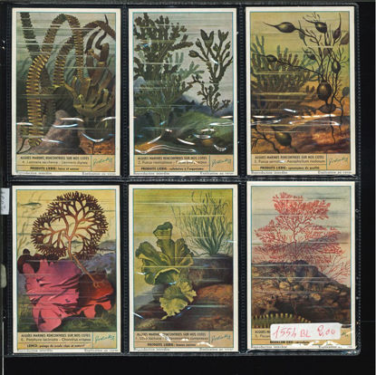 Immagine di 1557 - ALGHE MARINE DELLE NOSTRE COSTE-BELGA