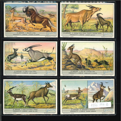 Immagine di 1559 - LE ANTILOPI-ITALIANA