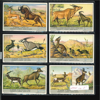 Immagine di 1559 - LE ANTILOPI-ITALIANA