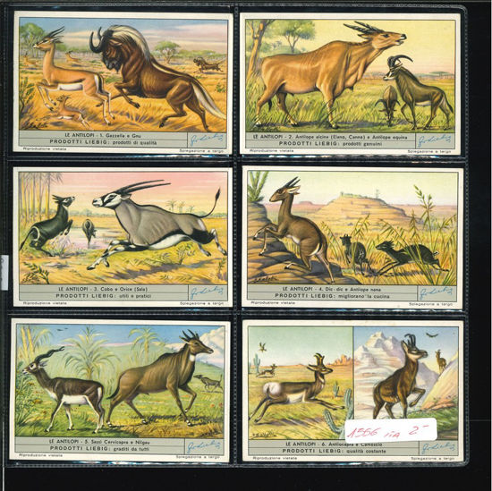 Immagine di 1559 - LE ANTILOPI-ITALIANA