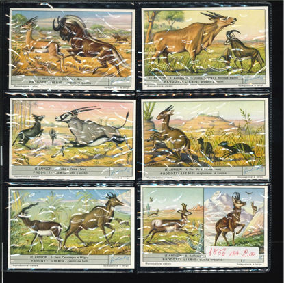 Immagine di 1559 - LE ANTILOPI-ITALIANA