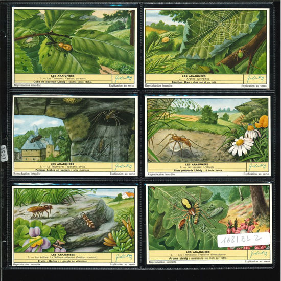 Immagine di 1695 - I RAGNI - Les araignées-BELGA