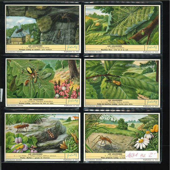 Immagine di 1695 - I RAGNI - Les araignées-BELGA