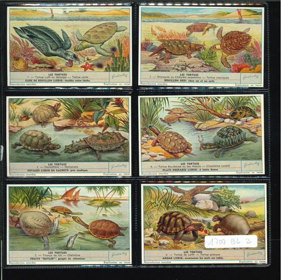 Immagine di 1703 - LE TARTARUGHE - Les tortues-BELGA