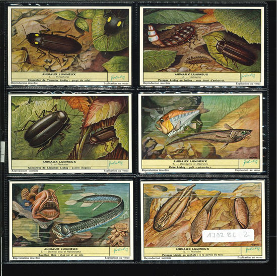 Immagine di 1704 - ANIMALI LUMINOSI - Animaux lumineux-BELGA