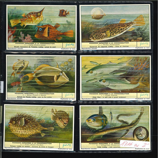 Immagine di 1715 - PESCI NON COMMESTIBILI --BELGA