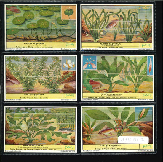 Immagine di 1716 - PIANTE D'ACQUARIO - Plantes d'aquarium-BELGA