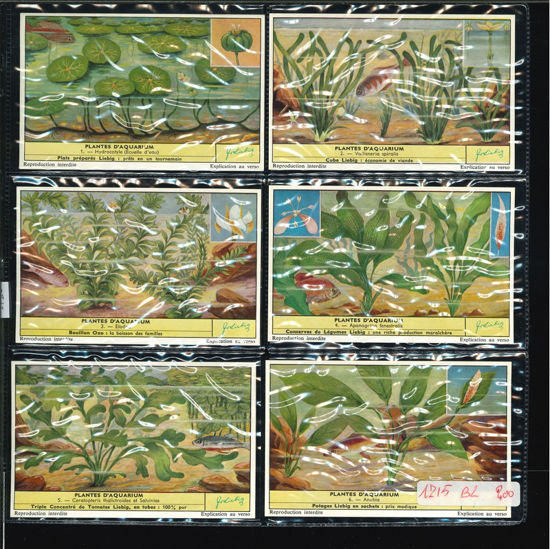 Immagine di 1716 - PIANTE D'ACQUARIO - Plantes d'aquarium-BELGA