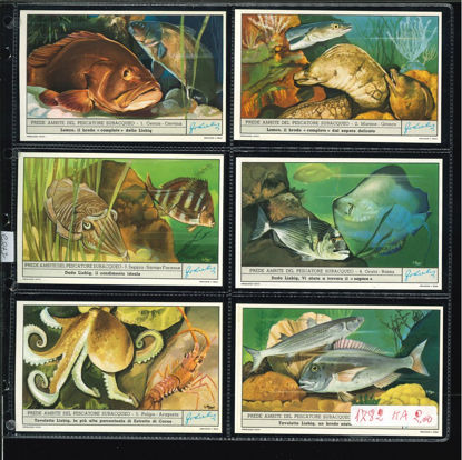 Immagine di 1785 - PREDE DEL PESCATORE SUBACQUEO-ITALIANA