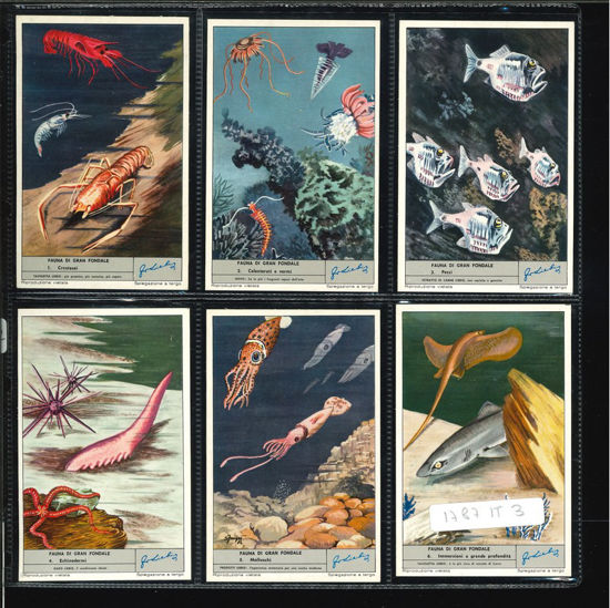 Immagine di 1790 - FAUNA DI GRAN FONDALE-ITALIANA