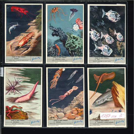 Immagine di 1790 - FAUNA DI GRAN FONDALE-ITALIANA