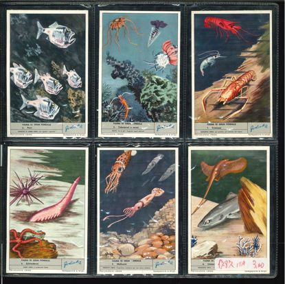 Immagine di 1790 - FAUNA DI GRAN FONDALE-ITALIANA