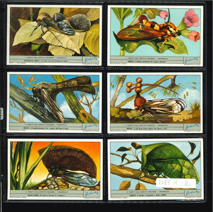 Immagine di 1792 - INSETTI DALL'ASPETTO BIZZARRO-ITALIANA