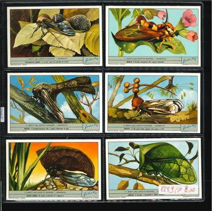 Immagine di 1792 - INSETTI DALL'ASPETTO BIZZARRO-ITALIANA