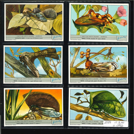 Immagine di 1792 - INSETTI DALL'ASPETTO BIZZARRO-ITALIANA