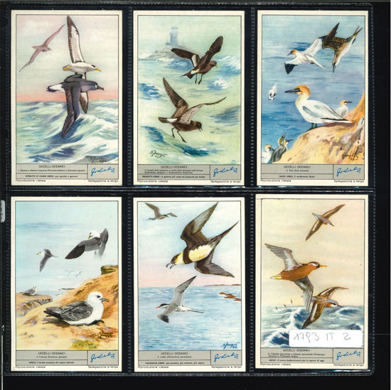 Immagine di 1796 - UCCELLI OCEANICI-ITALIANA