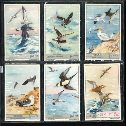 Immagine di 1796 - UCCELLI OCEANICI-ITALIANA